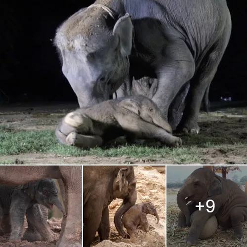 Inspiration of Maternal Love: A Mother Elephant’s Desperate Efforts to Save Her Poisoned Calf and Endangered Offspring (VIDEO)