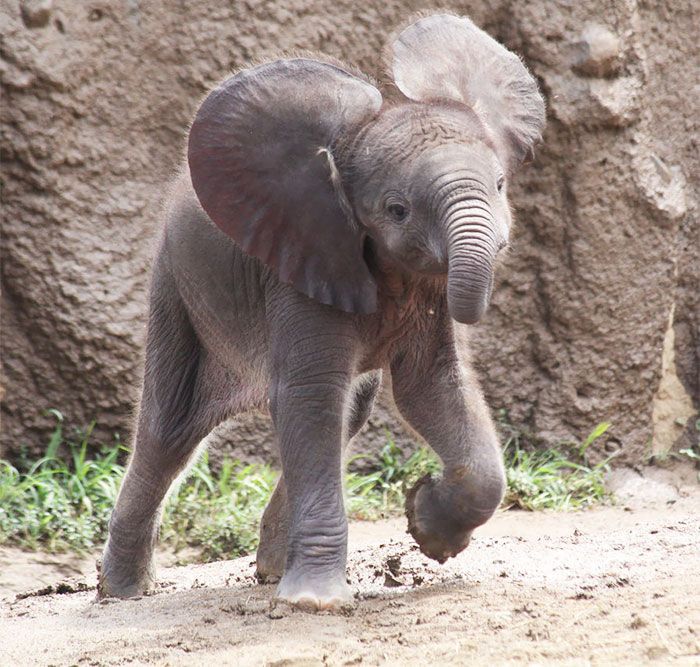 Elephant Family's Joyful Playtime at the Watering Hole in Addo Elephant Park, South Africa